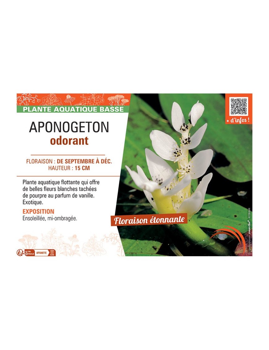 APONOGETON ODORANT