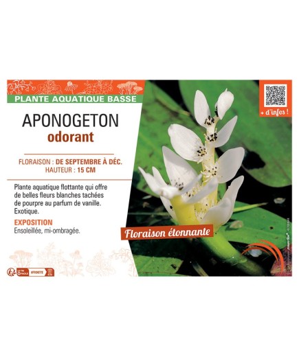 APONOGETON ODORANT