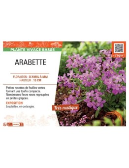 ARABETTE (rose)