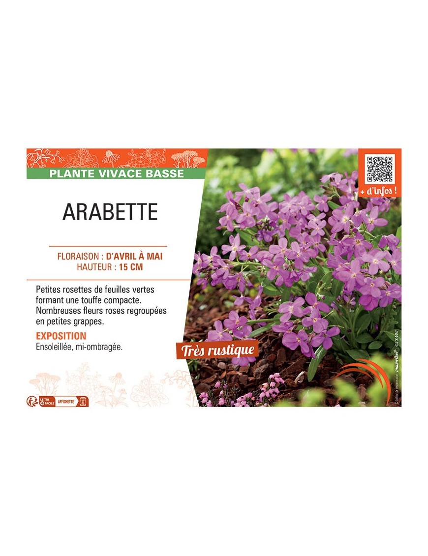 ARABETTE (rose)