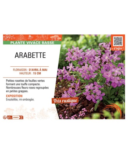 ARABETTE (rose)