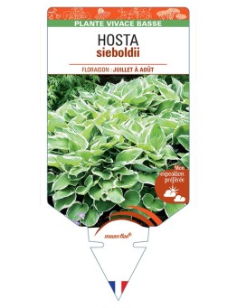 HOSTA sieboldii