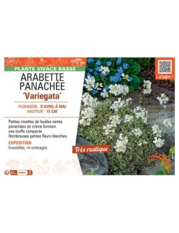ARABETTE PANACHEE VARIEGATA ARABIS CAUCASICA