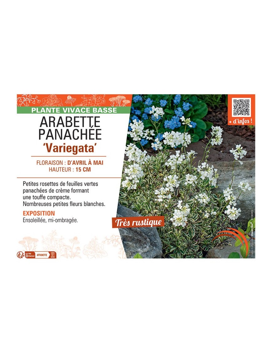 ARABETTE PANACHEE VARIEGATA ARABIS CAUCASICA