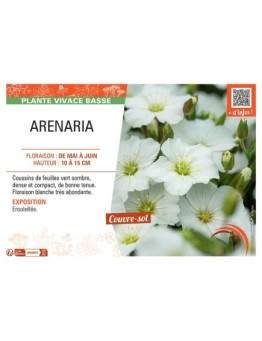 ARENARIA (blanc)