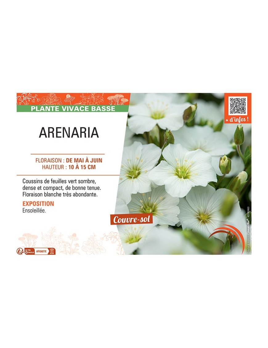 ARENARIA (blanc)