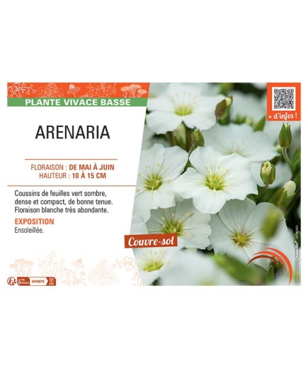 ARENARIA (blanc)