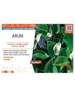 ARUM (blanc)