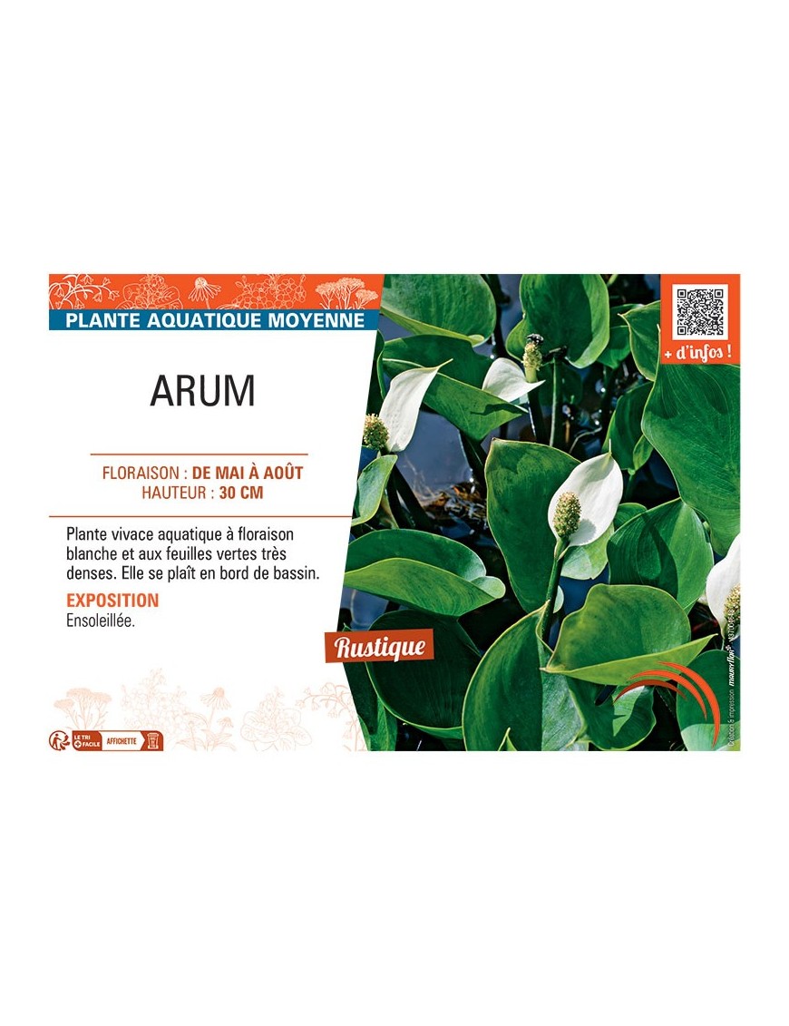 ARUM (blanc)