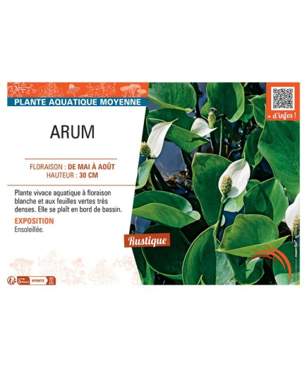 ARUM (blanc)