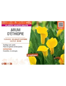 ARUM D'ETHIOPIE (jaune)