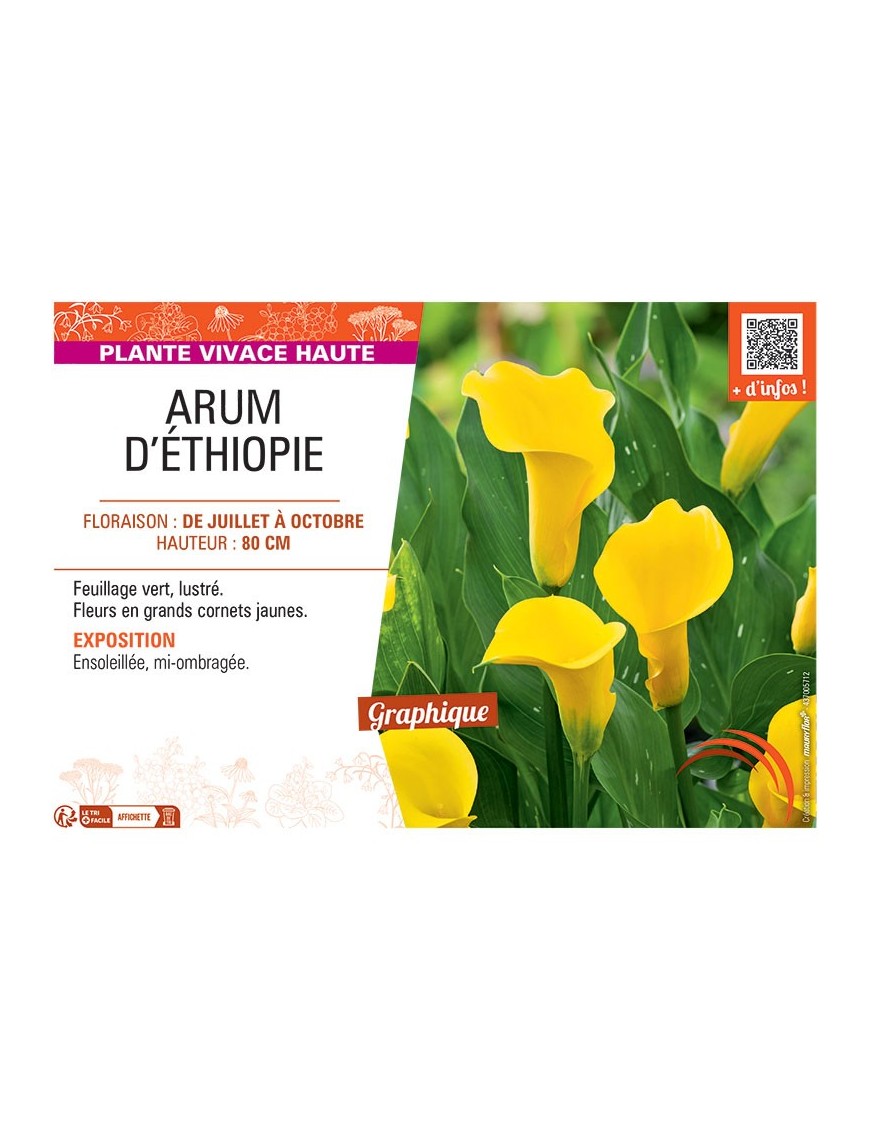 ARUM D'ETHIOPIE (jaune)