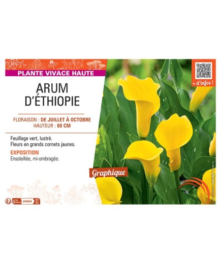 ARUM D'ETHIOPIE (jaune)