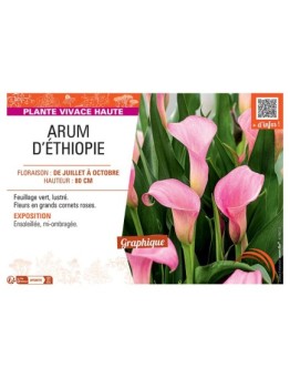 ARUM D'ETHIOPIE (rose)