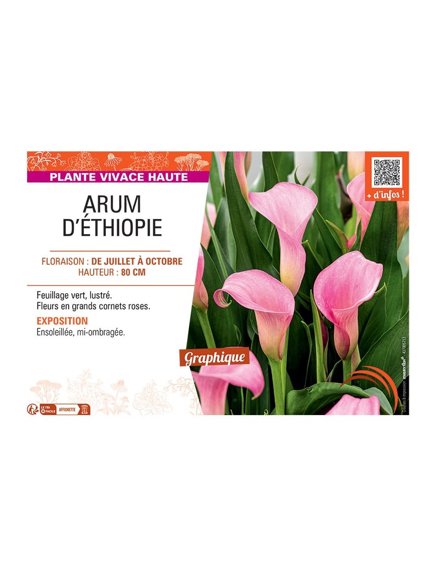 ARUM D'ETHIOPIE (rose)
