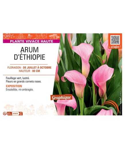 ARUM D'ETHIOPIE (rose)