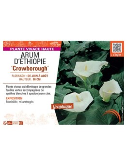 ARUM D'ETHIOPIE CROWBOROUGH