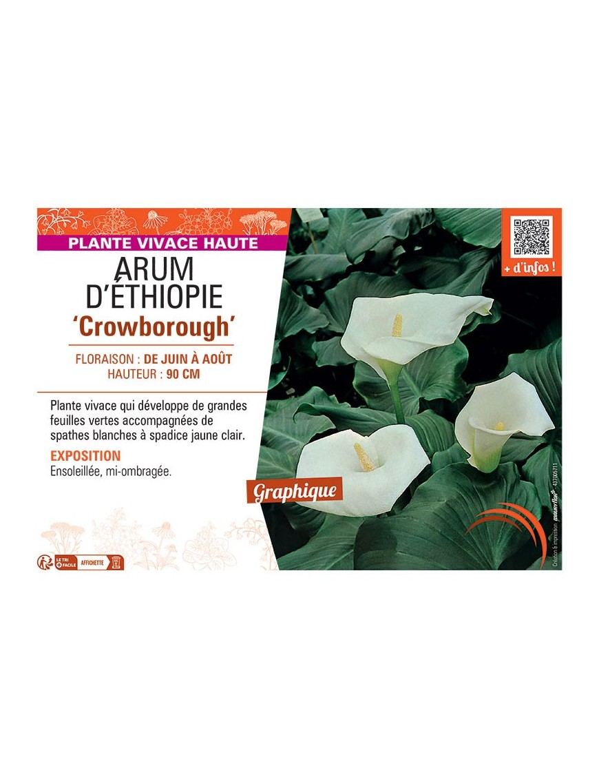 ARUM D'ETHIOPIE CROWBOROUGH