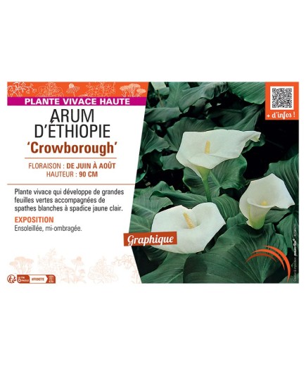 ARUM D'ETHIOPIE CROWBOROUGH