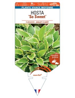 HOSTA So Sweet