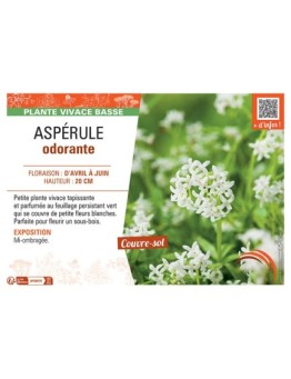 ASPERULE ODORANTE