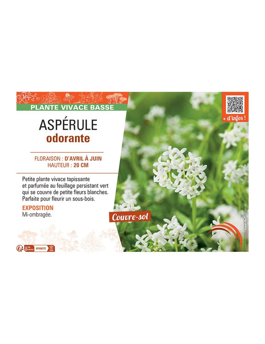ASPERULE ODORANTE