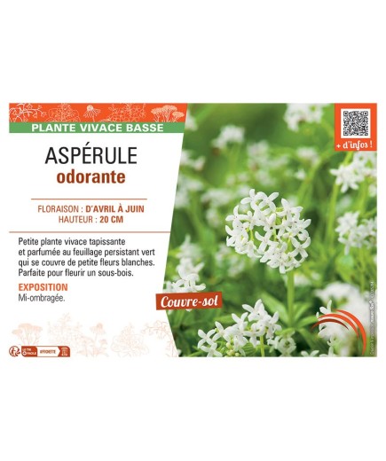 ASPERULE ODORANTE