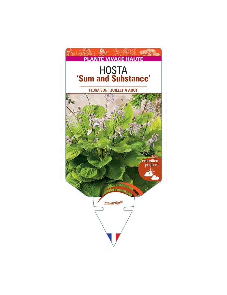 HOSTA Sum and Substance