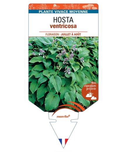 HOSTA ventricosa