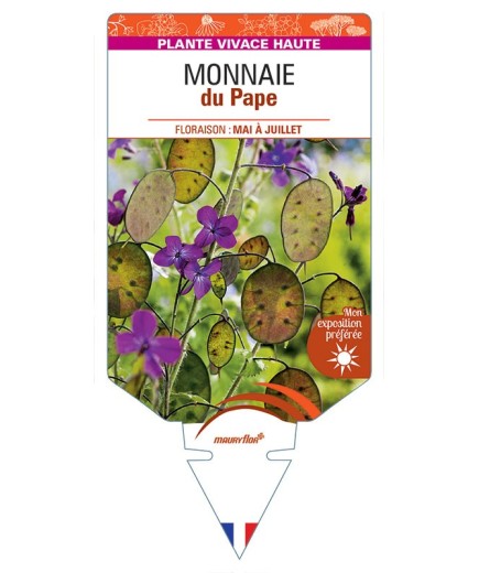 LUNARIA annua voir MONNAIE du Pape *
