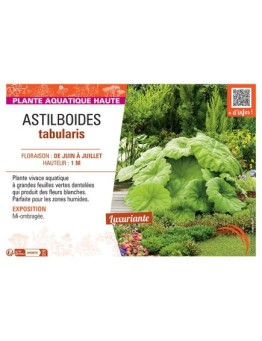 ASTILBOIDES TABULARIS