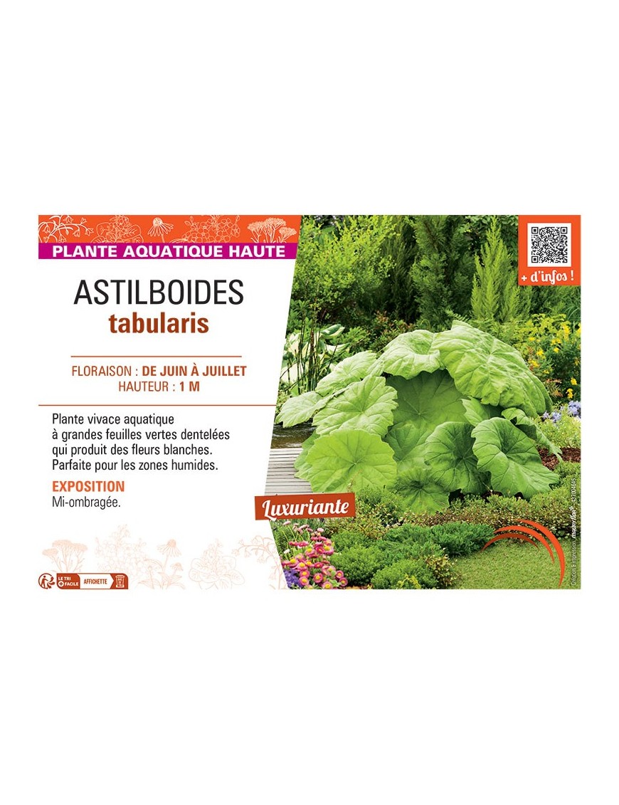 ASTILBOIDES TABULARIS