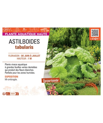 ASTILBOIDES TABULARIS