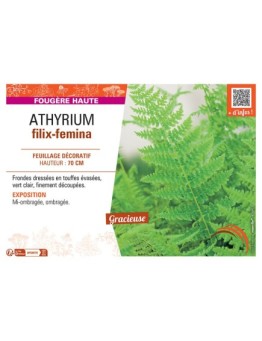 ATHYRIUM FILIX-FEMINA