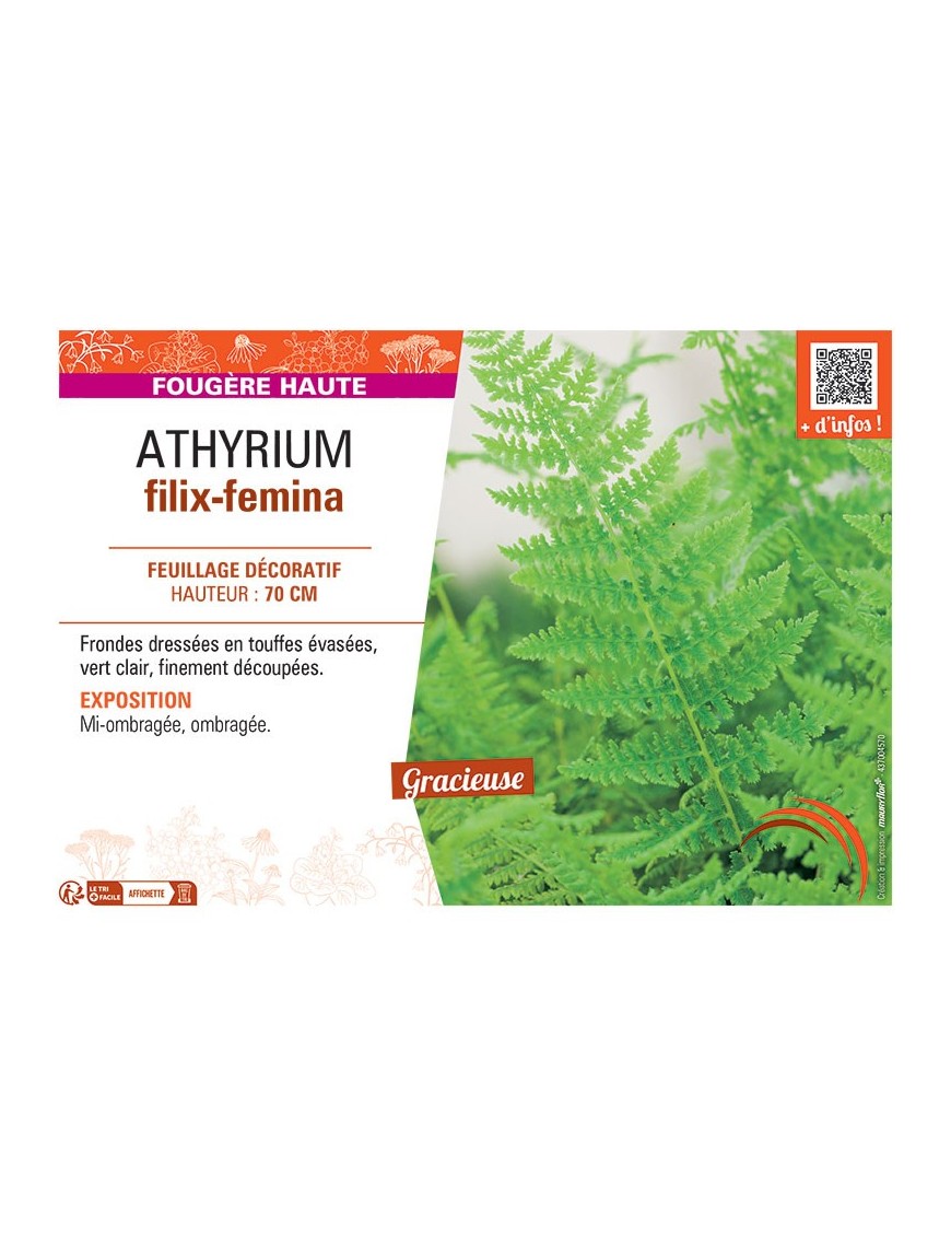 ATHYRIUM FILIX-FEMINA
