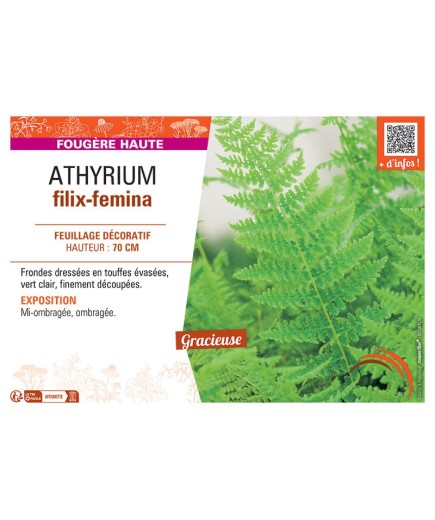 ATHYRIUM FILIX-FEMINA