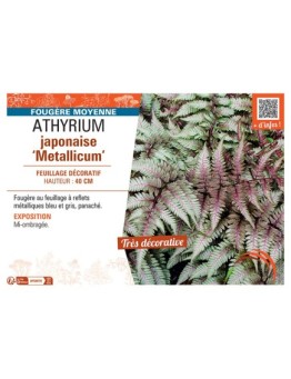 ATHYRIUM JAPONAISE METALLICUM