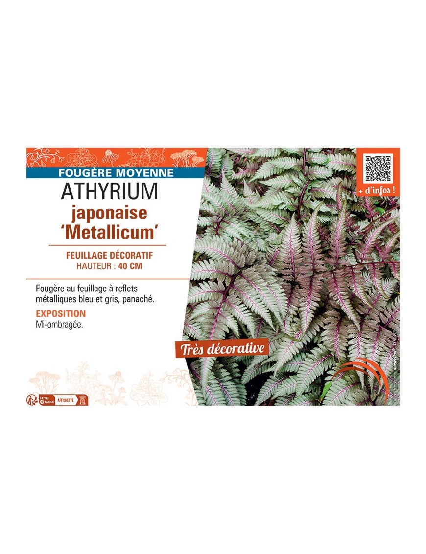 ATHYRIUM JAPONAISE METALLICUM