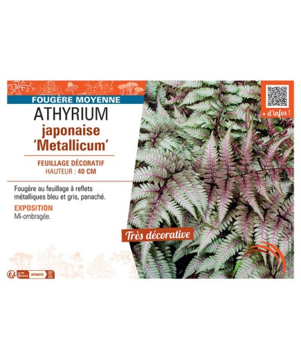 ATHYRIUM JAPONAISE METALLICUM