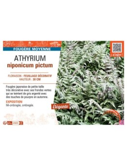 ATHYRIUM NIPONICUM PICTUM
