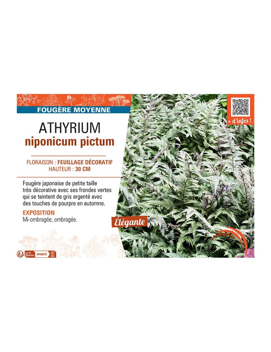 ATHYRIUM NIPONICUM PICTUM