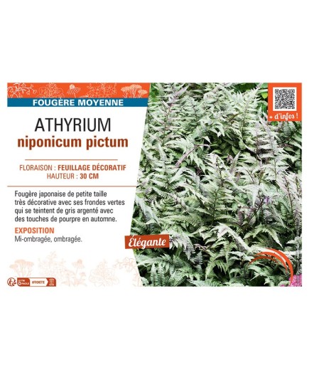 ATHYRIUM NIPONICUM PICTUM