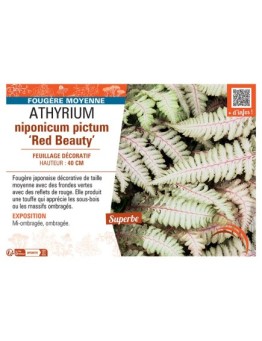 ATHYRIUM NIPONICUM PICTUM RED BEAUTY