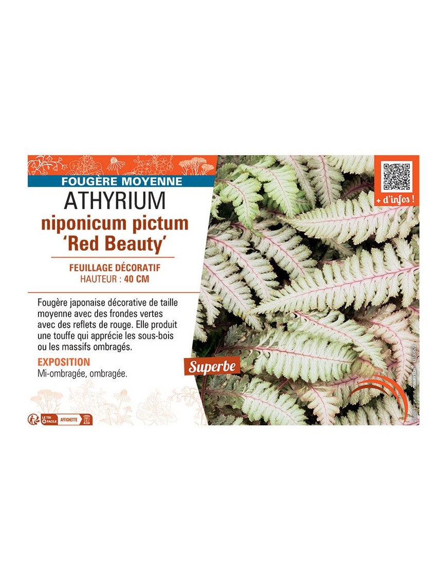 ATHYRIUM NIPONICUM PICTUM RED BEAUTY