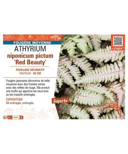 ATHYRIUM NIPONICUM PICTUM RED BEAUTY