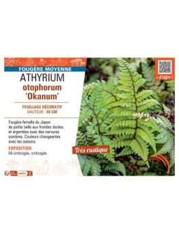 ATHYRIUM OTOPHORUM OKANUM