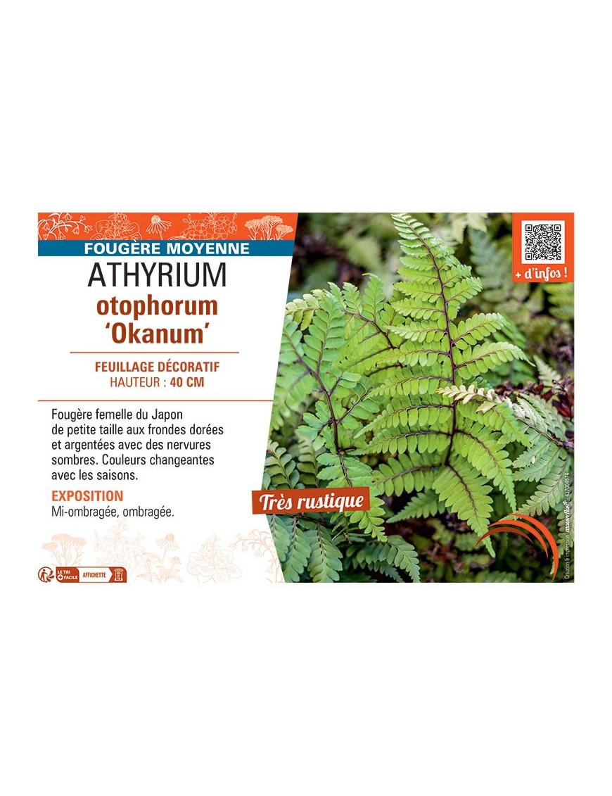 ATHYRIUM OTOPHORUM OKANUM