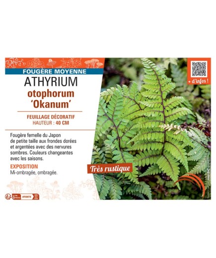 ATHYRIUM OTOPHORUM OKANUM