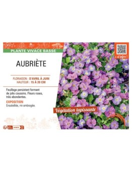 AUBRIETE (rose)