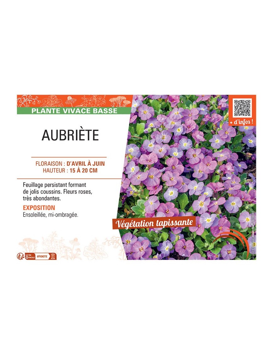 AUBRIETE (rose)